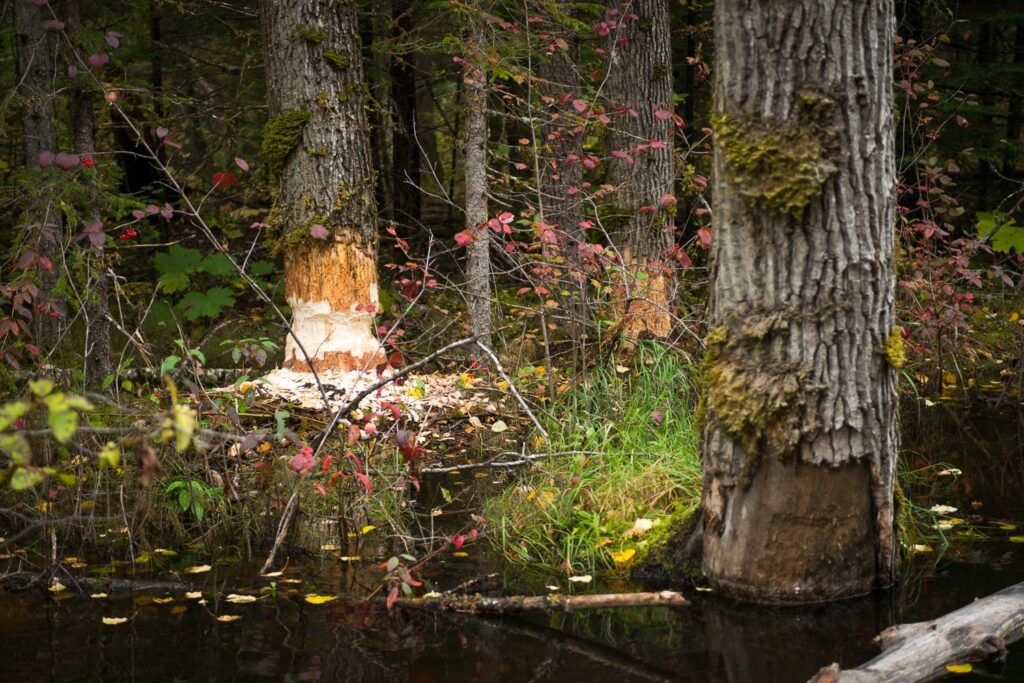 Chilkoot-Trail-Yukon-Alaska-005-2-1