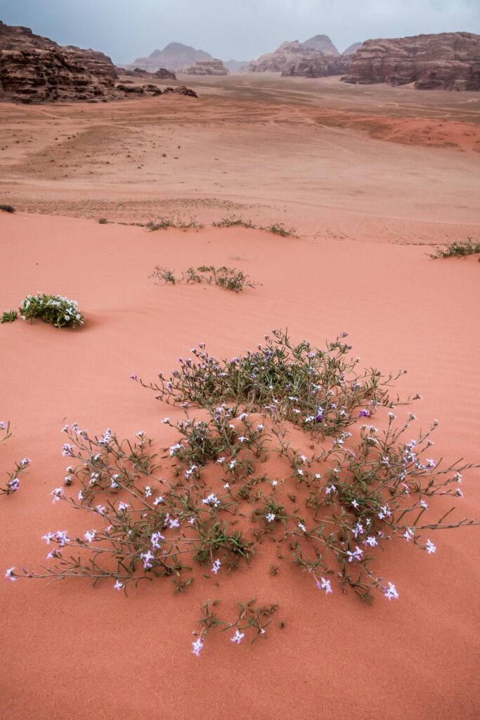 Dana-Petra-Wadi-Rum-Jordan-087