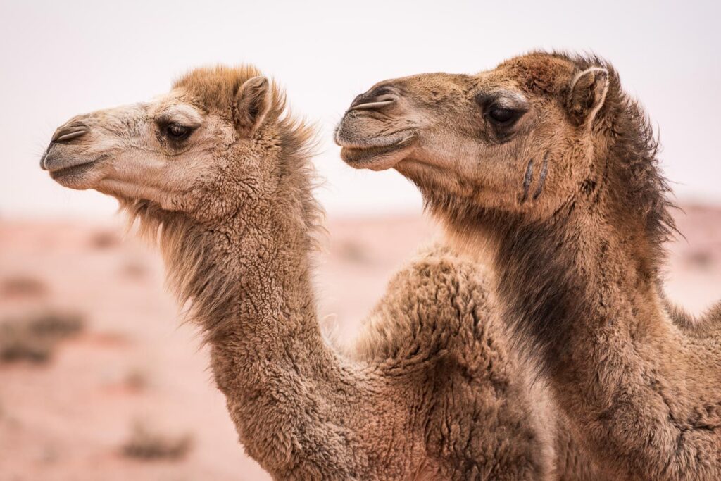 Dana-Petra-Wadi-Rum-Jordan-090
