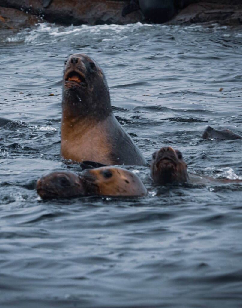 1Kayak_CHILE_Leones
