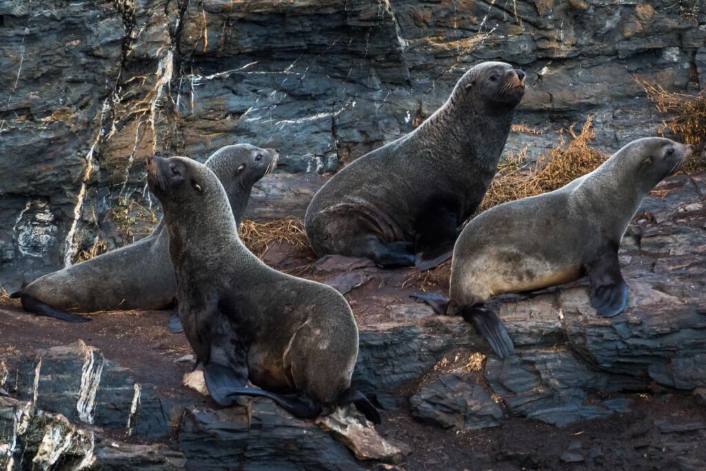 tierra-del-fuego-argentina-002