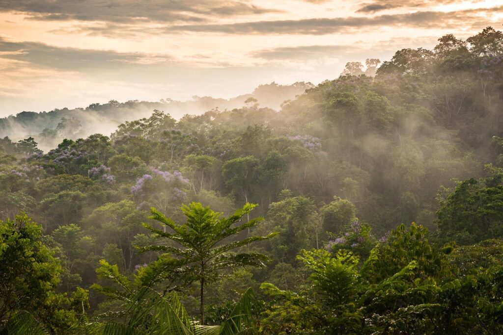 Amazone-Rainforest-Brazil-001