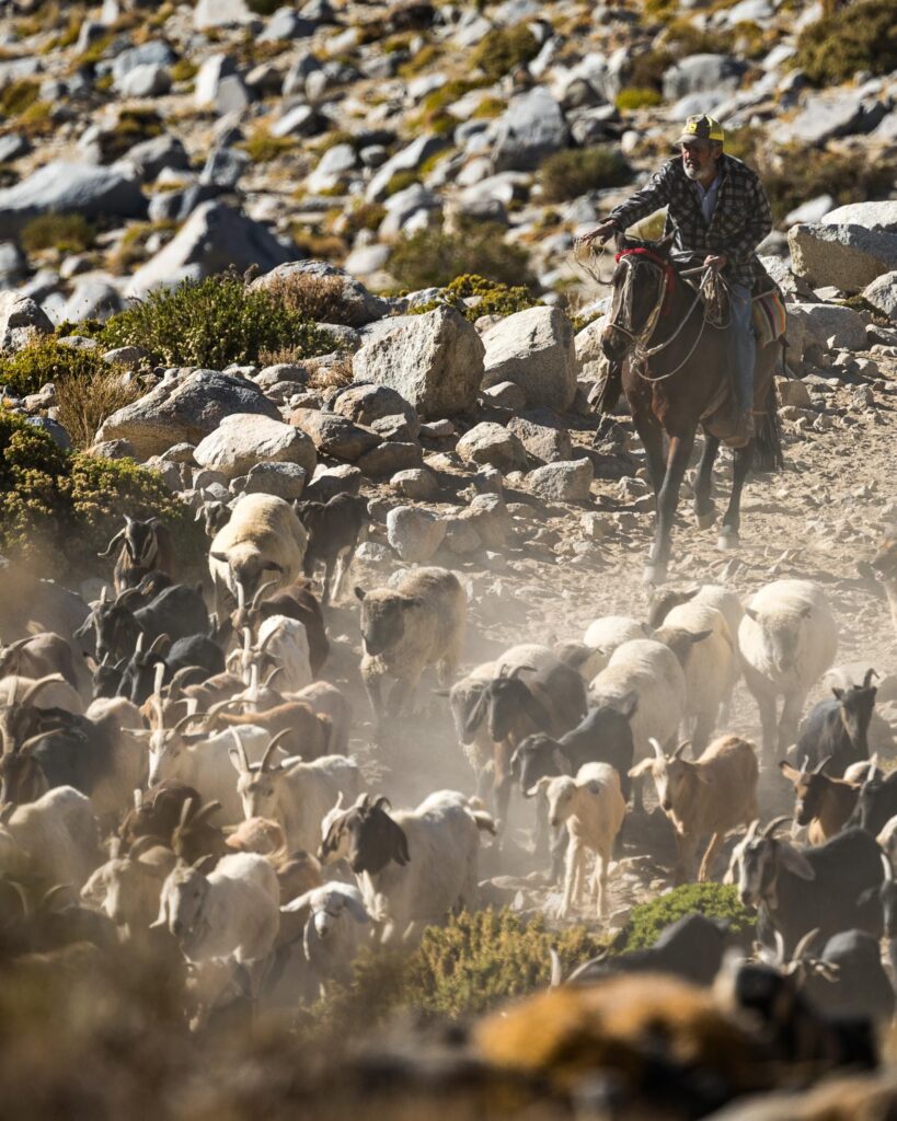 The Trashumantes of Santuario de la Naturaleza Río Sasso in Chile
