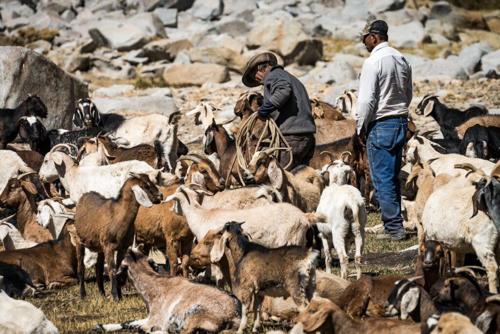 The Trashumantes of Santuario de la Naturaleza Río Sasso in Chile