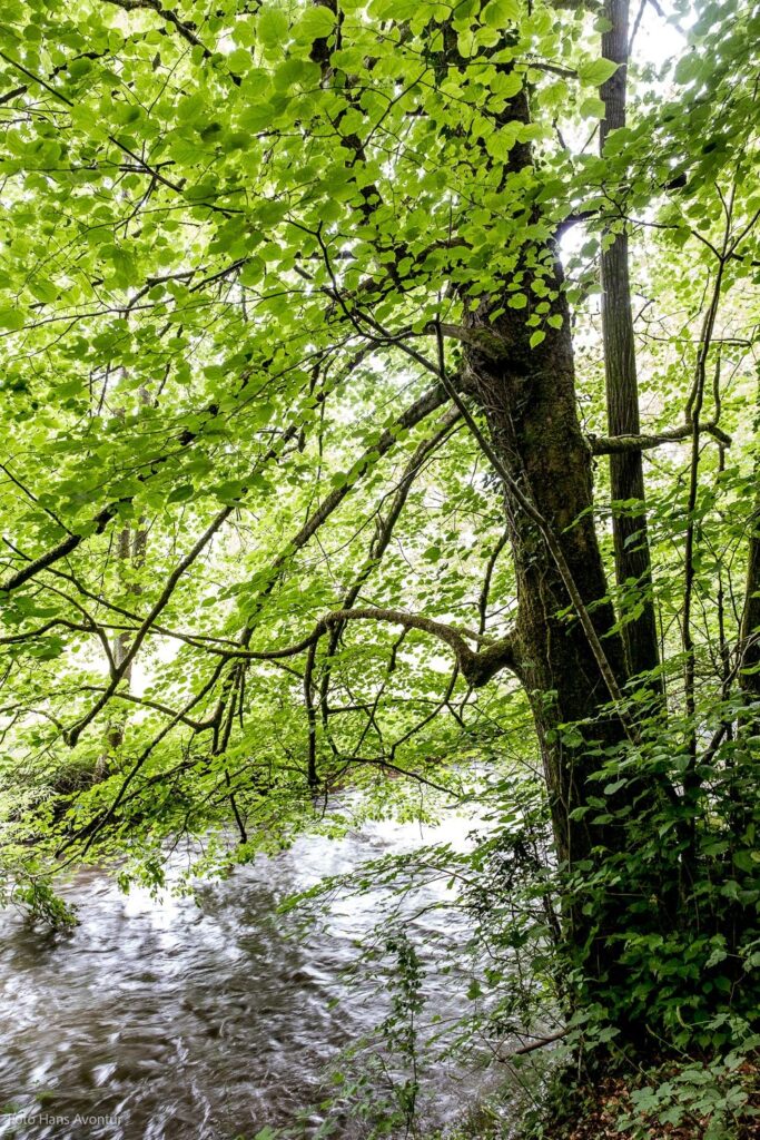 11_-Bomen-groeien-tot-in-het-water