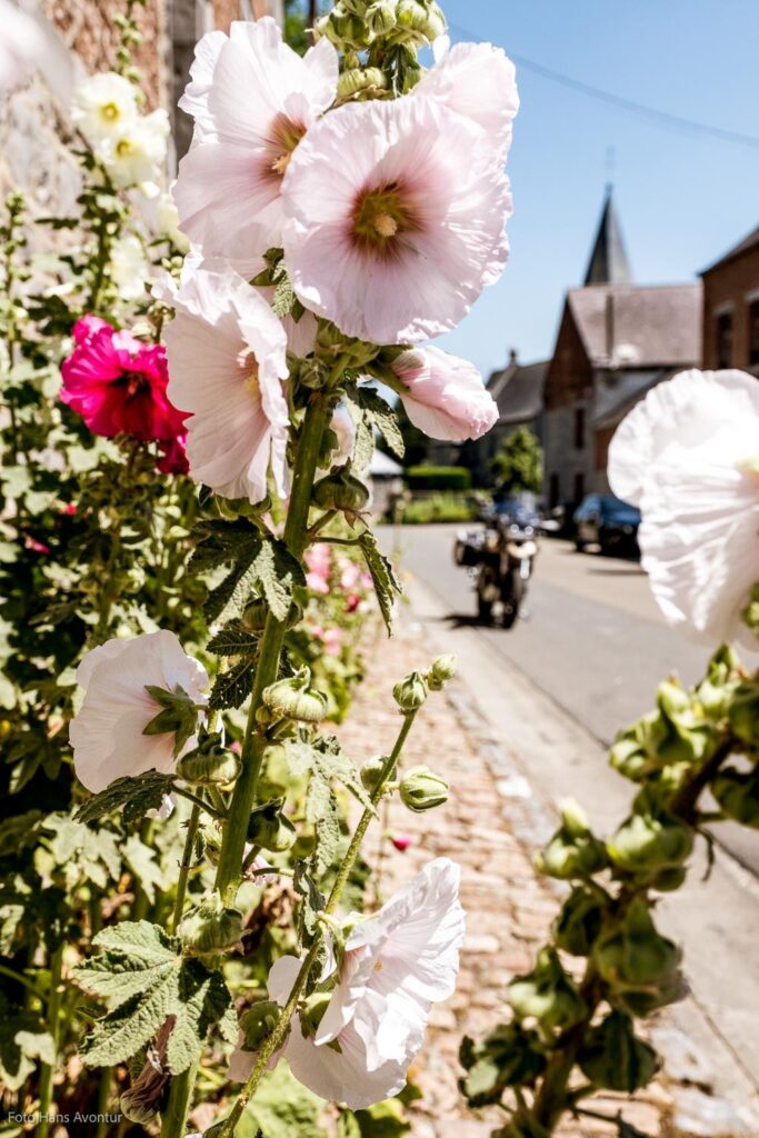 44_-Stokrozen-in-Ragnies-één-van-de-mooiste-dorpen-van-Wallonië
