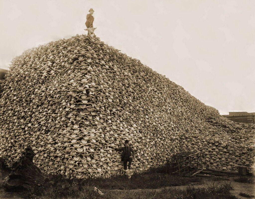 Bison-skulls-pile-to-be-used-for-fertilizer-1870-1