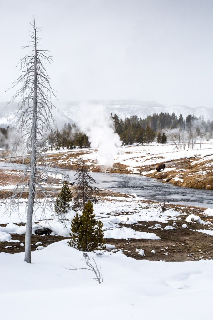 DrieluikjesYellowstone_BasvanOort-9