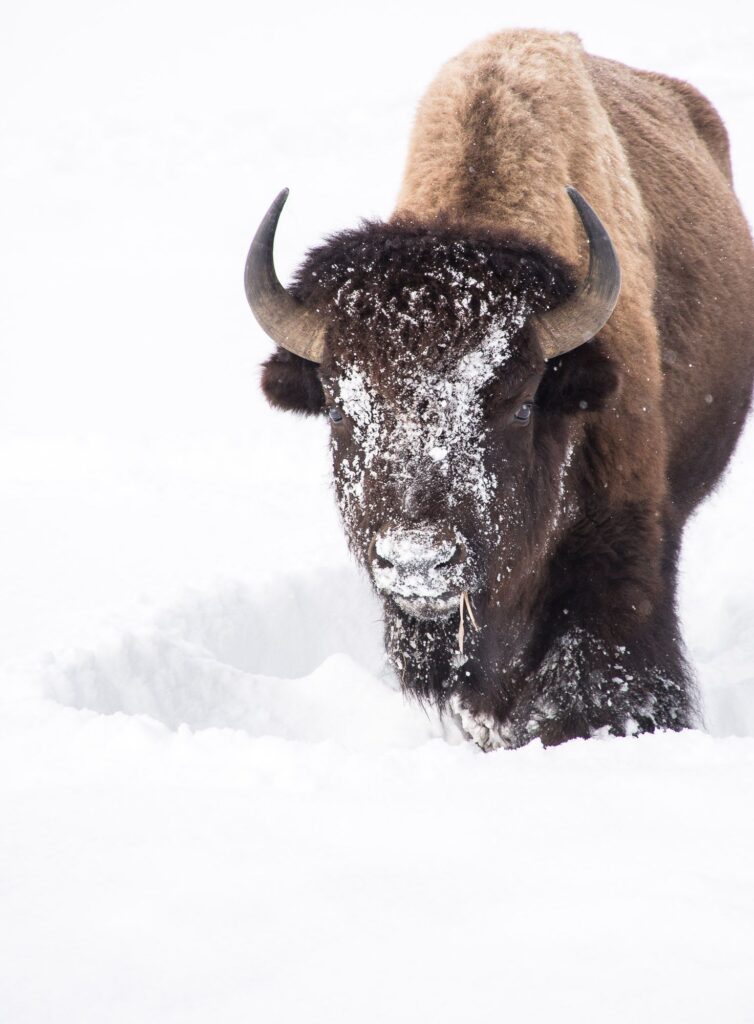 GrandTeton_BasvanOort-1