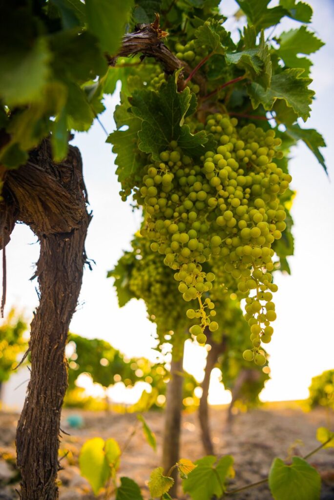 Jerez-Cadiz-Sherry-Triangle-018