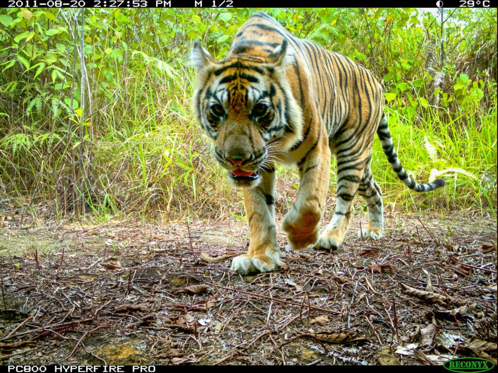 Sumatran-Tiger-Indonesia-WWF-046-1