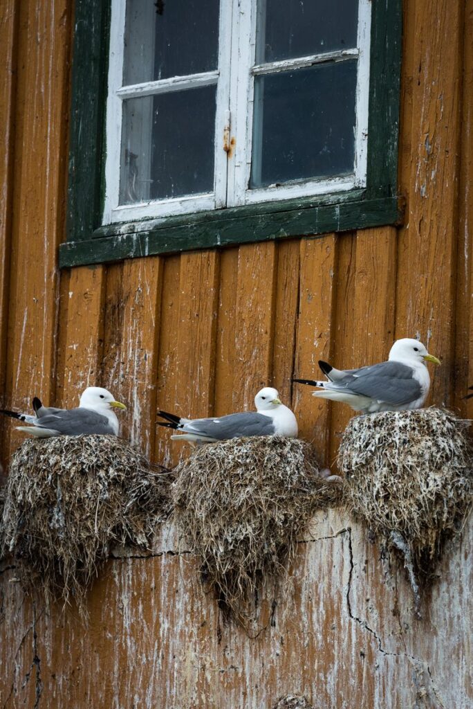 Trondelag-Norway-010