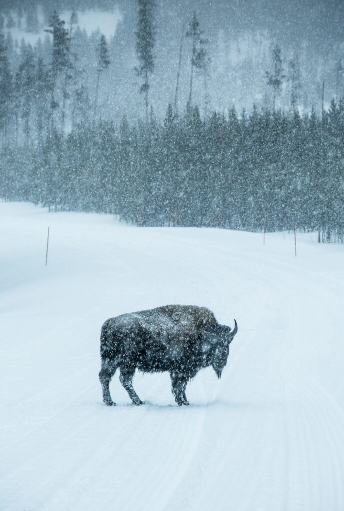 Yellowstone_BasvanOort-88