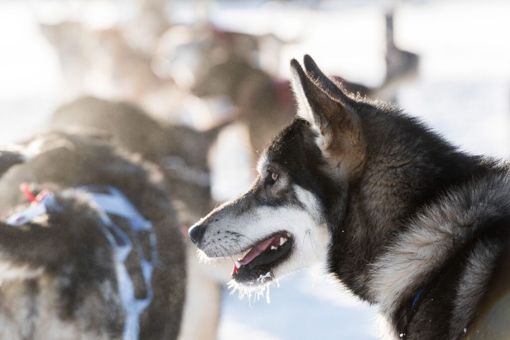 Yukon-Canada-Winter-Dog-Sledding-034