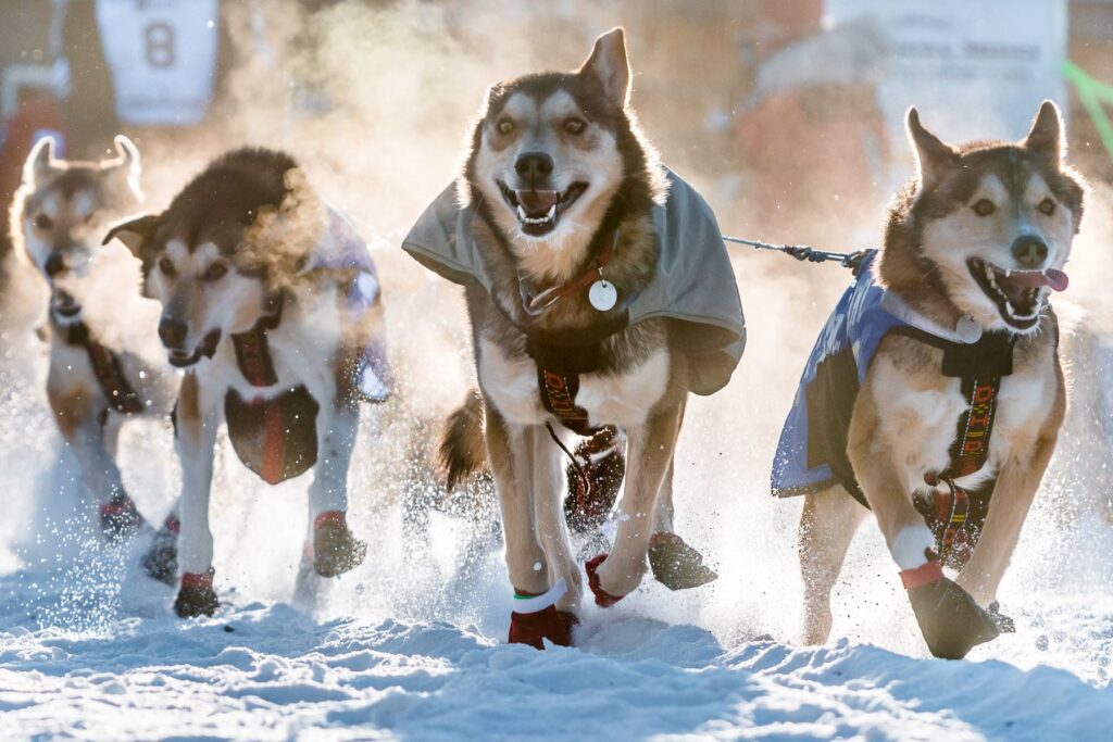 Yukon-Canada-Winter-Dog-Sledding-071