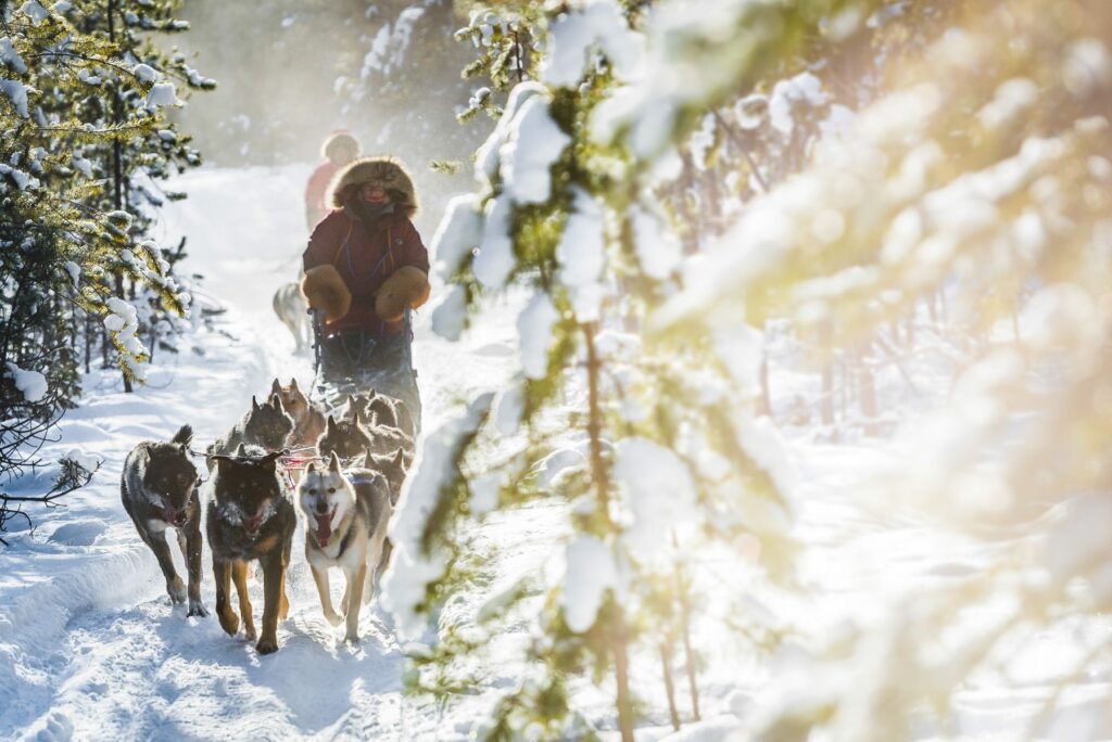 Yukon-Canada-Winter-Dog-Sledding-145