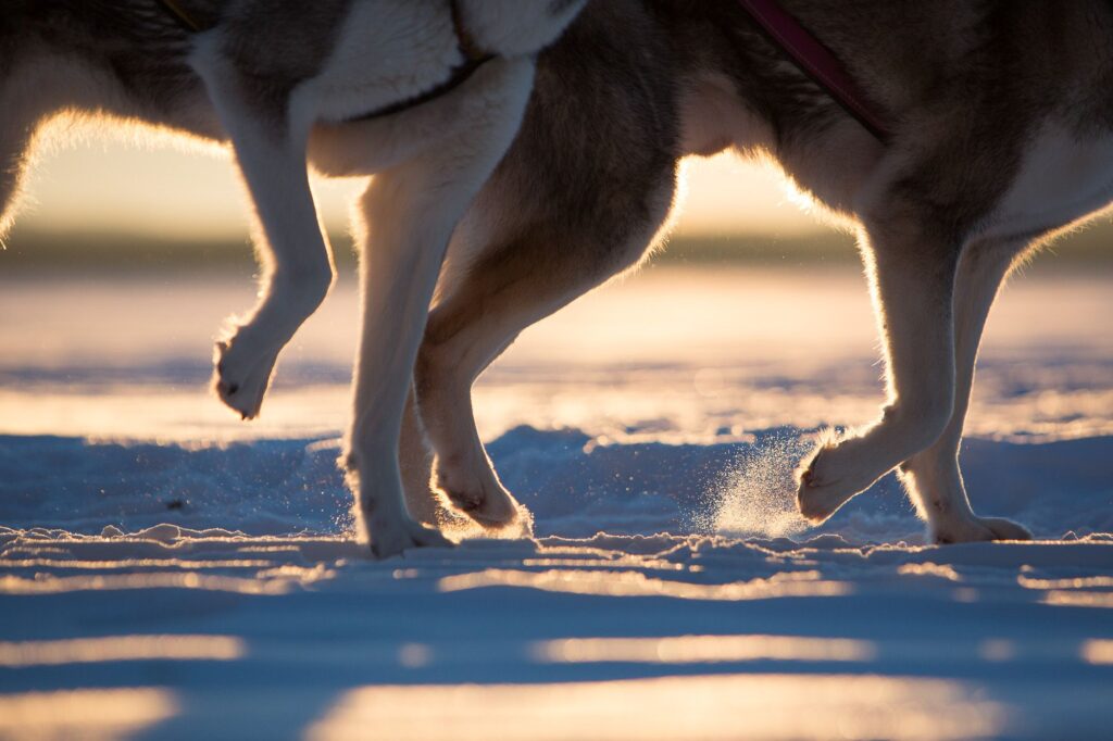 eager-huskies