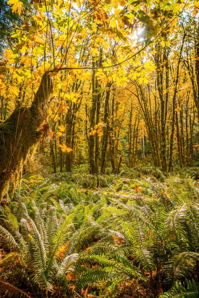 offroad-vancouver-island-canada-108