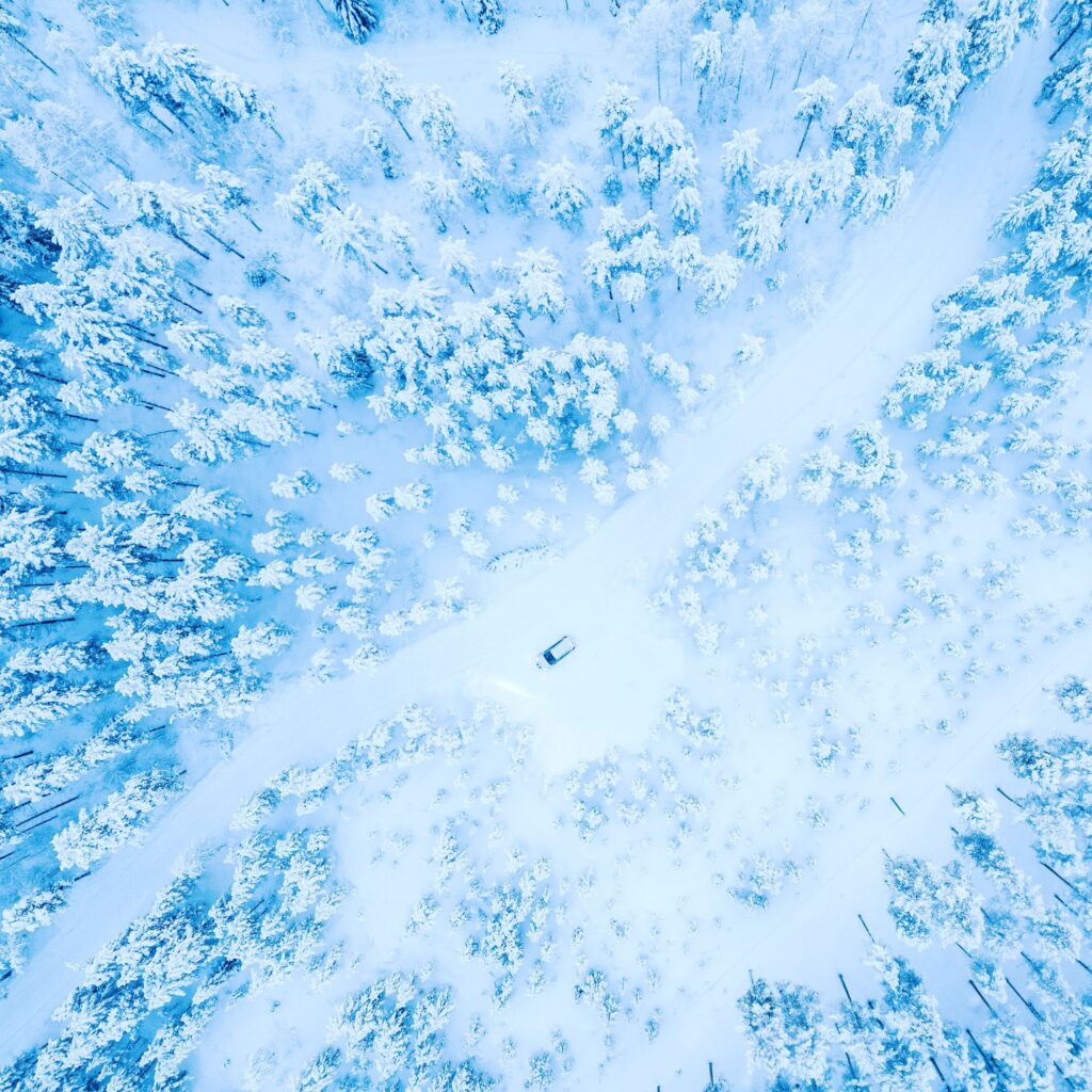 on-moose-safari-in-the-forest