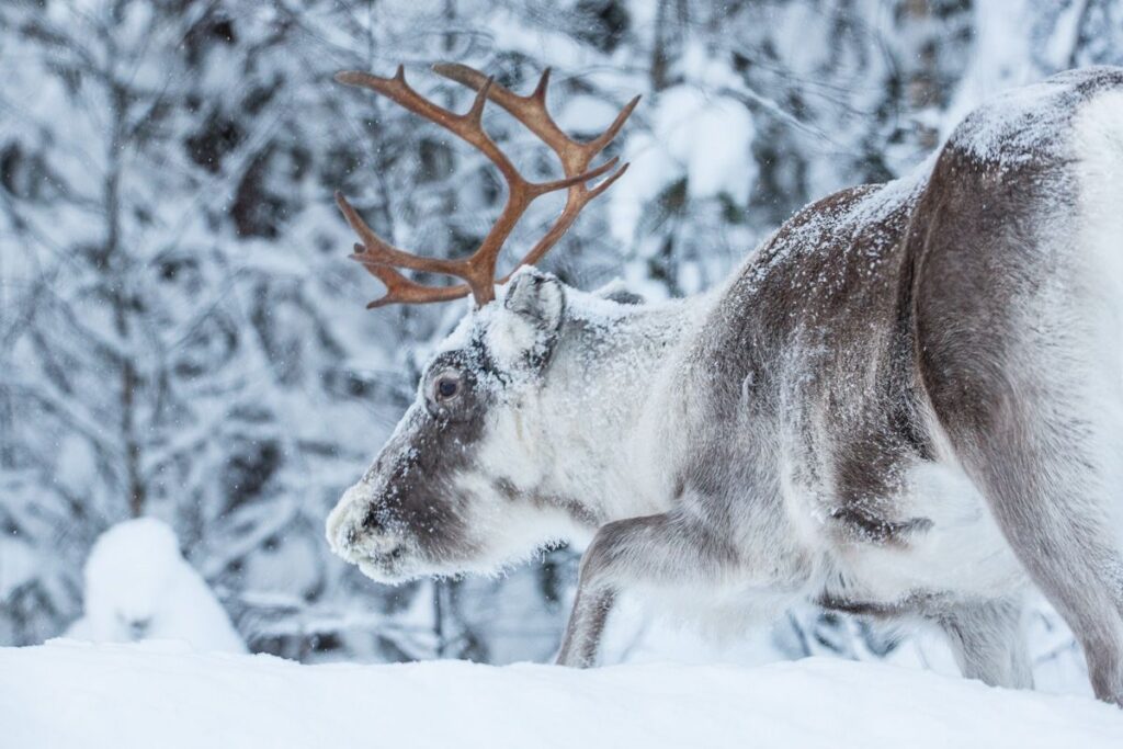 reindeers-in-the-village