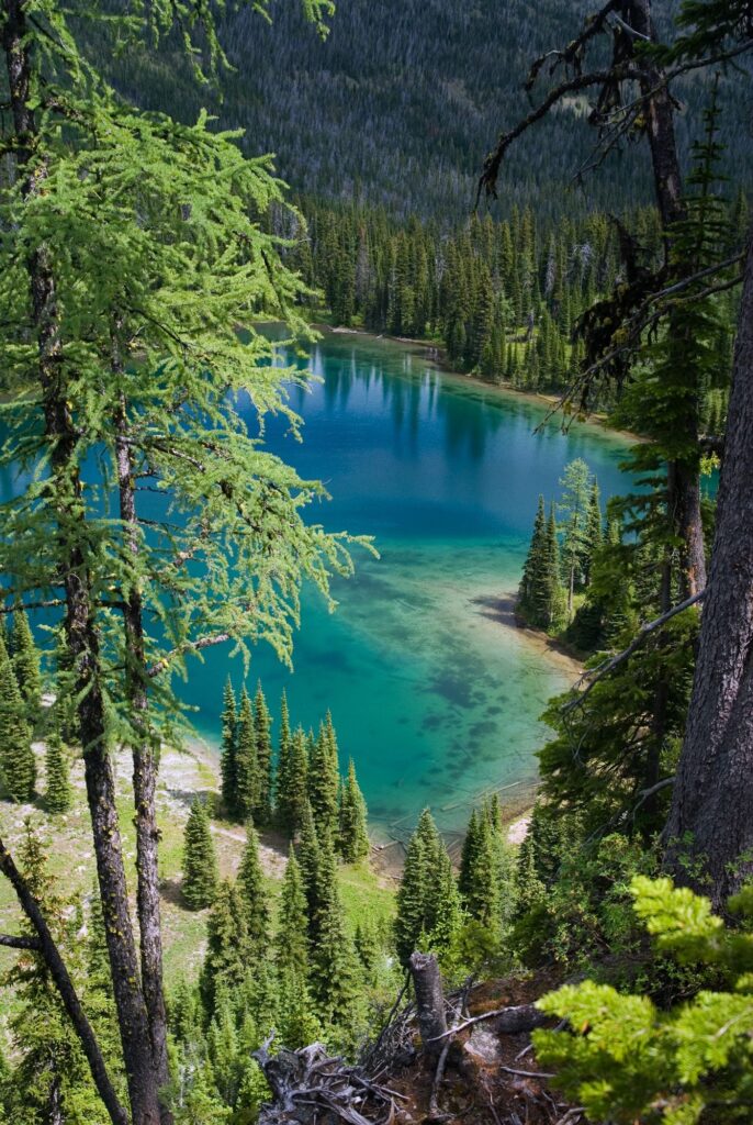 tamarack011