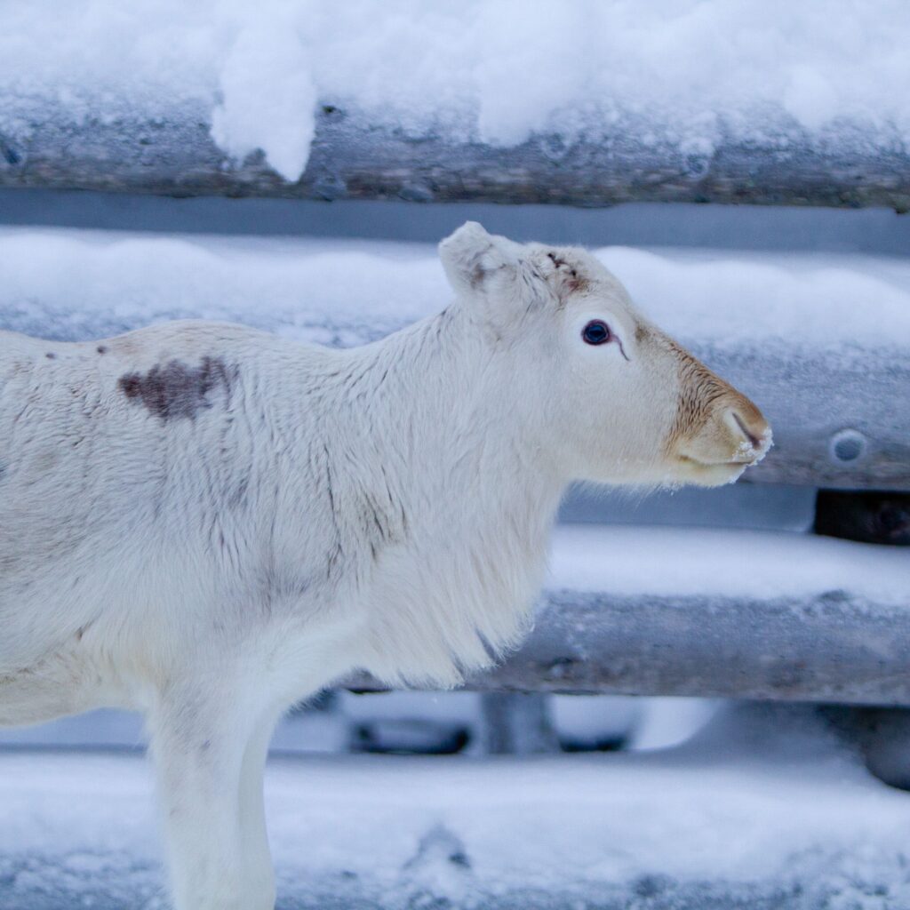 white-reindeer-sami-village-30-min-from-the-camp
