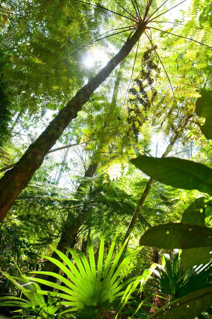 Waterfalls and forest at the Hidden Valley Inn, Pine Ridge, Belize